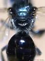 Lasioglossum viridatum - photo 3