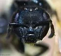 Lasioglossum viridatum - photo 4