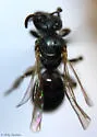 Lasioglossum weemsi