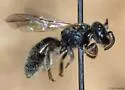 Lasioglossum weemsi - photo 2