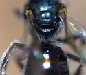 Lasioglossum weemsi - photo 3