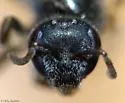 Lasioglossum weemsi - photo 4
