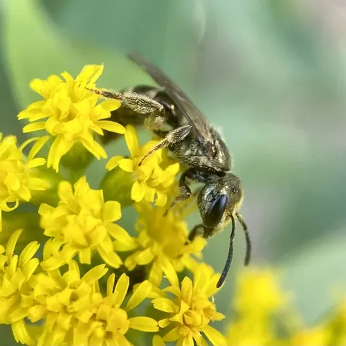 Lasioglossum zephyrus