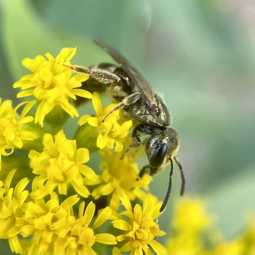 Lasioglossum zephyrus - photo 2