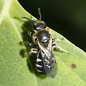 Lasioglossum zonulum - photo 2