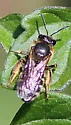 Lasioglossum zonulum - photo 3