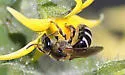 Lasioglossum zonulum - photo 4