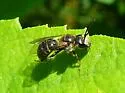 Lasioglossum zonulum - photo 5