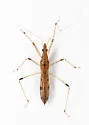Lasiomerus andabata