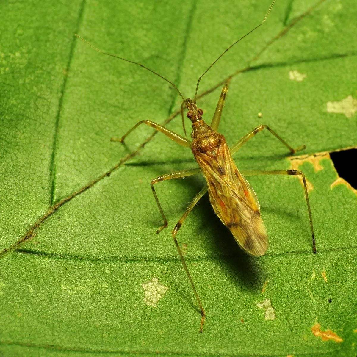 Lasiomerus annulatus - photo 2