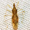 Lasiomerus constrictus