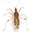 Lasiomerus constrictus - photo 2