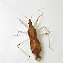 Lasiomerus constrictus - photo 3