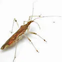 Lasiomerus constrictus - photo 4