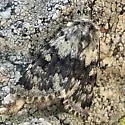 Lasionycta caesia - Hodges#10346.2
