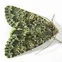Lasionycta coloradensis - Hodges#10337