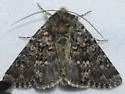 Lasionycta coloradensis - Hodges#10337 - photo 2