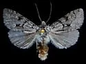 Lasionycta conjugata - Hodges#10362