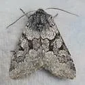 Lasionycta conjugata - Hodges#10362 - photo 2