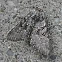 Lasionycta fergusoni - Hodges#10362.1