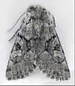 Lasionycta fergusoni - Hodges#10362.1 - photo 4