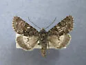 Lasionycta leucocycla - Hodges#10336