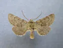 Lasionycta luteola - Hodges#10342 - photo 2