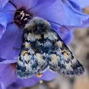 Lasionycta mono - Hodges#10340.1