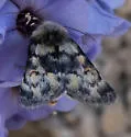 Lasionycta mono - Hodges#10340.1 - photo 2