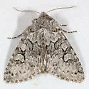 Lasionycta mutilata - Hodges#10360 - Lasionycta mutilata