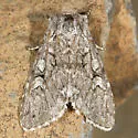 Lasionycta mutilata - Hodges#10360 - photo 2
