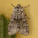 Lasionycta mutilata - Hodges#10360 - photo 3