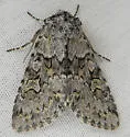 Lasionycta mutilata - Hodges#10360 - photo 4
