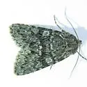 Lasionycta perplexa - Hodges#10352 - Lasionycta perplexa