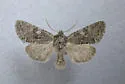 Lasionycta perplexa - Hodges#10352 - photo 2