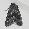 Lasionycta perplexa - Hodges#10352 - photo 3