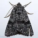 Lasionycta perplexa - Hodges#10352 - photo 4