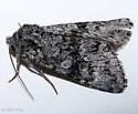 Lasionycta perplexa - Hodges#10352 - photo 5