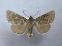 Lasionycta phoca - Hodges#10341