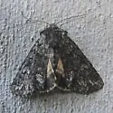 Lasionycta secedens - Hodges#10315