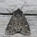 Lasionycta secedens - Hodges#10315 - photo 2