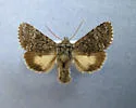 Lasionycta secedens - Hodges#10315 - photo 3