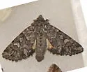 Lasionycta secedens - Hodges#10315 - photo 4