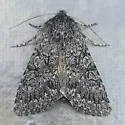 Lasionycta subalpina - Hodges#10352.2 - photo 2