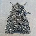 Lasionycta subalpina - Hodges#10352.2 - photo 3