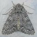 Lasionycta subalpina - Hodges#10352.2 - photo 4