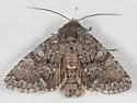 Lasionycta subfuscula - Hodges#10358