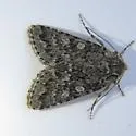 Lasionycta subfuscula - Hodges#10358 - photo 3