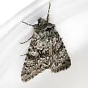 Lasionycta subfuscula - Hodges#10358 - photo 4