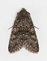 Lasionycta subfuscula - Hodges#10358 - photo 5